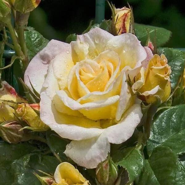 Grimpant JOHAN JONGKIND ® Chewalbyg